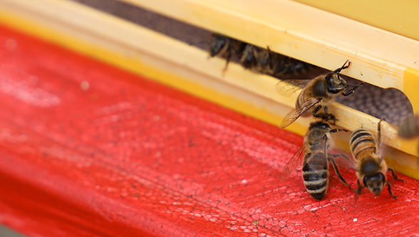 Fostering biodiversity on our company premises